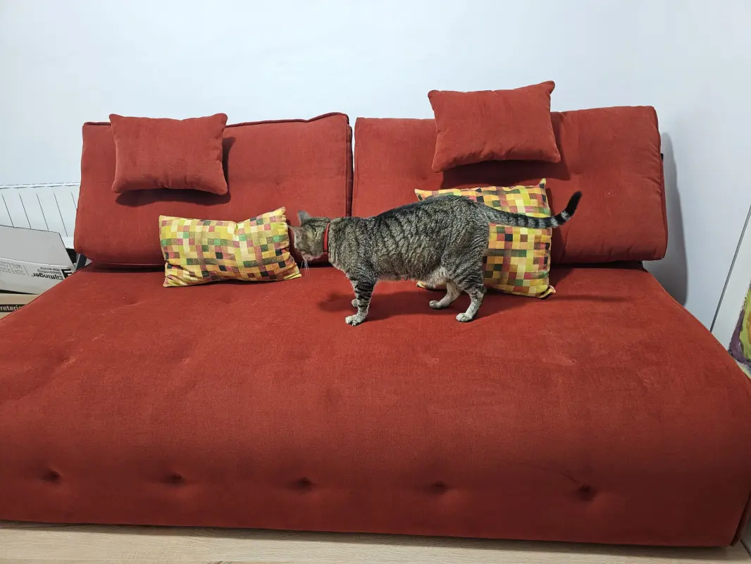 Tigre en su sofá