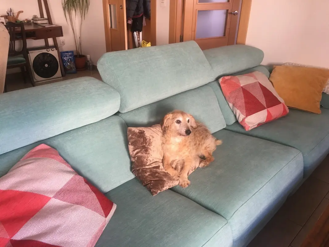 El rey de la casa estrenando sofá