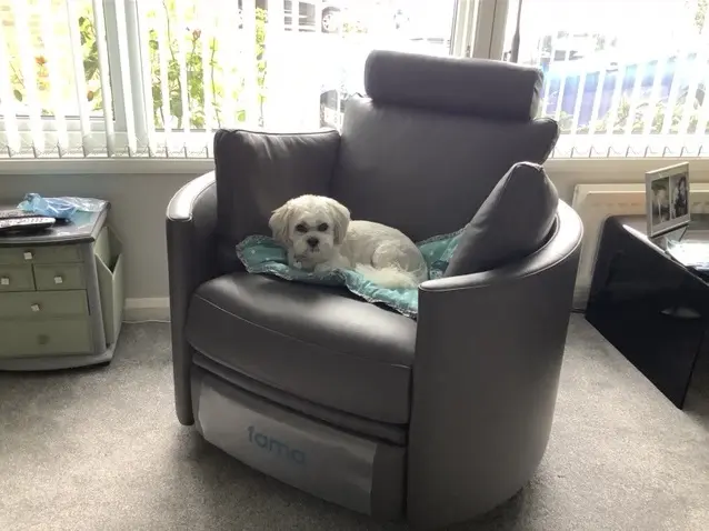 Mi perro, Zsa Zsa, se acomodo en mi nueva silla