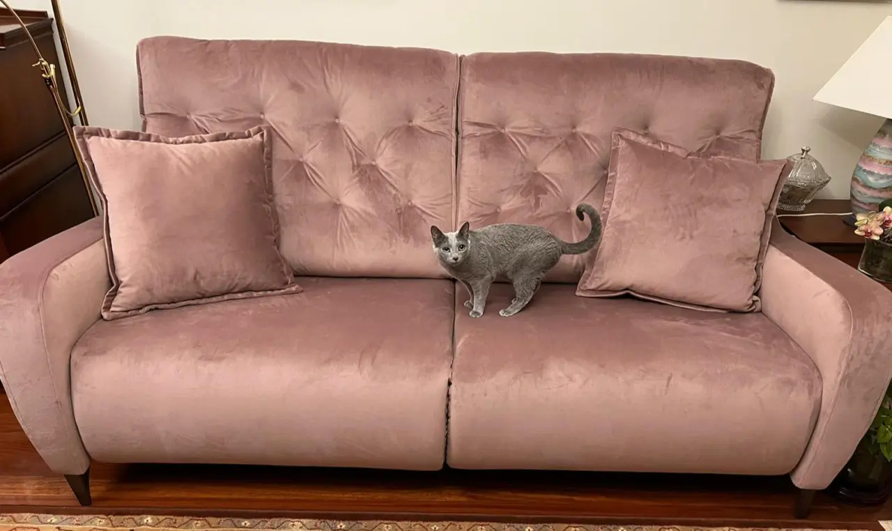 Gatita disfrutando