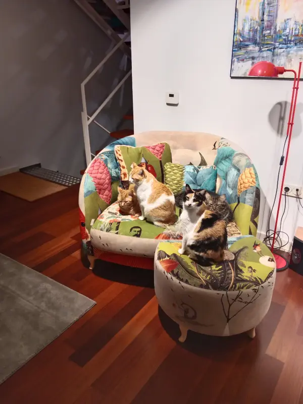 Dalila, Budy, Freddie y Ratón disfrutando de su nuevo sofa