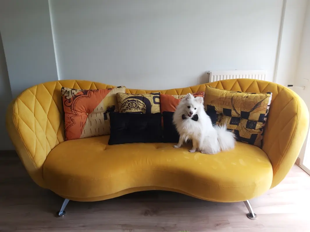 Max disfrutando del sofá