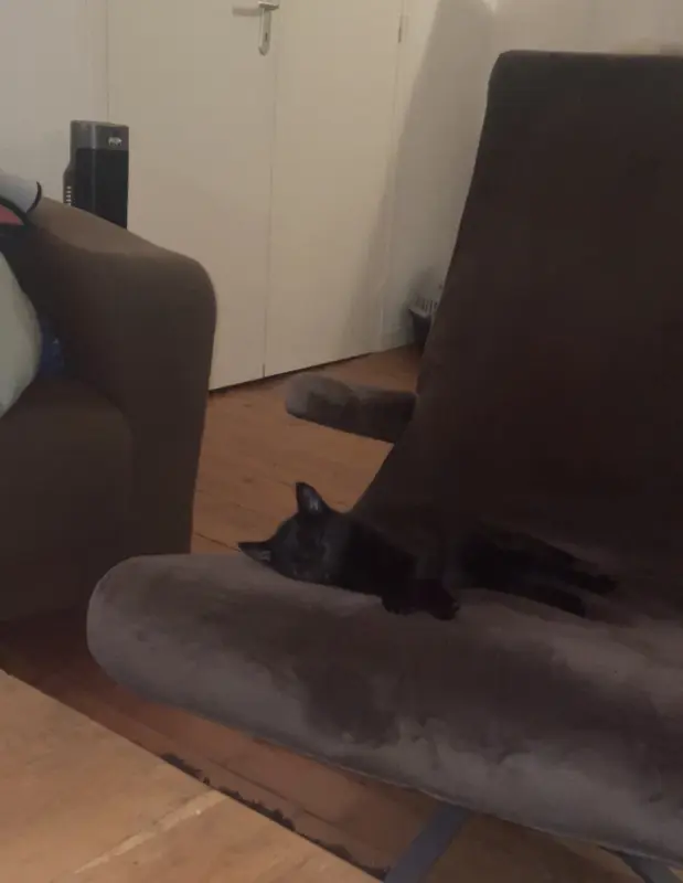 Djo le chat