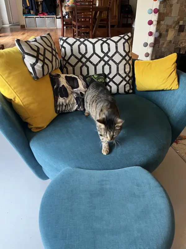 Le chat mynest