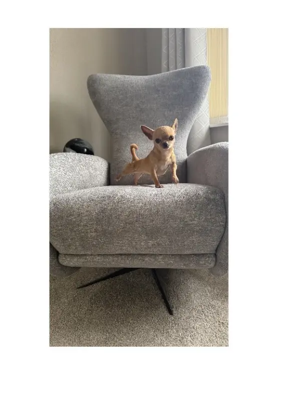 Ruby’s new chair