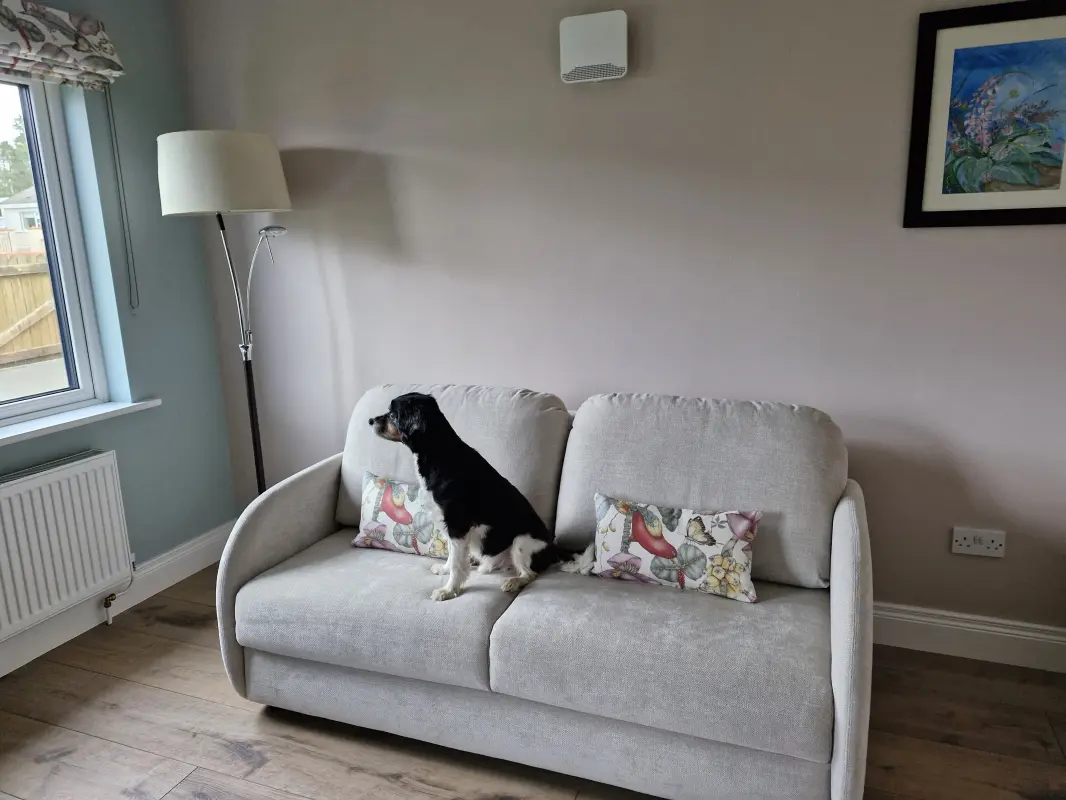 Ralphie our dog enjoying the view out the window from our new Fama sofa bed