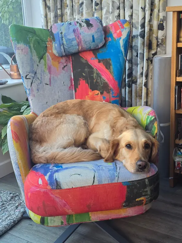 Juno steals the chair again!