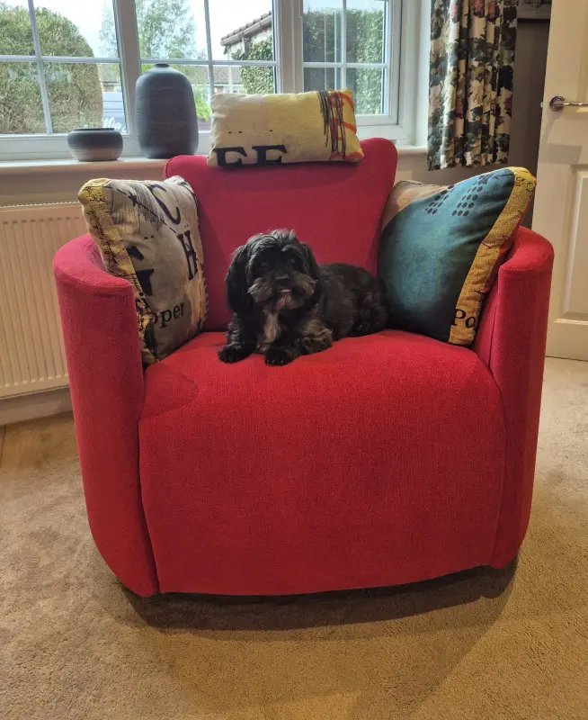 Radley resting