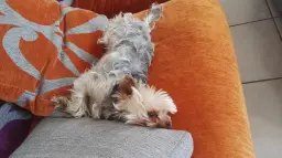 Fama et filou....une histoire d'amour!!