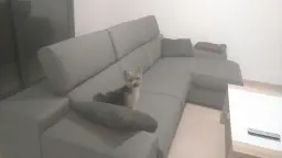 La consentida en su sofa
