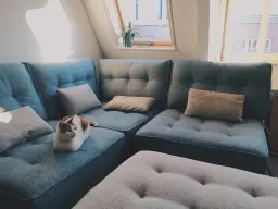 king of the couch