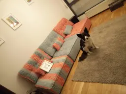 Mi perra y mi sofá en la buhardilla