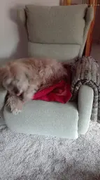 Deni gaudiendo de una Kim