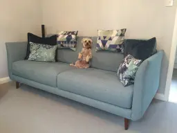 The dog is still chilling!