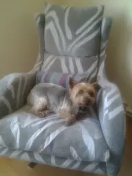 ¿ Quien manda en mi casa  ?