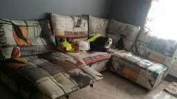 momentos especiales con nuestros peludos