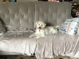 Even the four legged member loves our new settee