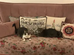 Les chats aiment Simone...