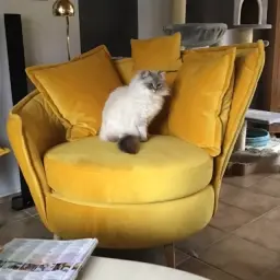 Quinzy hat den Sessel erobert