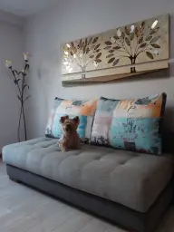 La pequeña chewbacca en el sofá