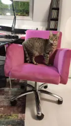 Lola me ha quitado mi silla