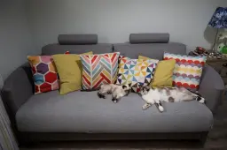 Mi nuevo sofá Bolero y mi familia gatuna