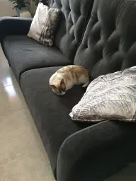 La siesta de Winter