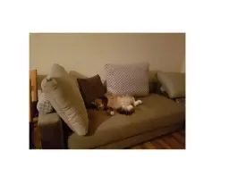 Tom en el sillón