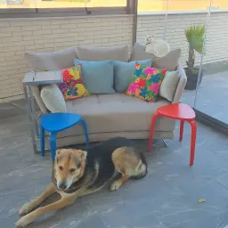 Mochi gatuno el primero en estrenar todo