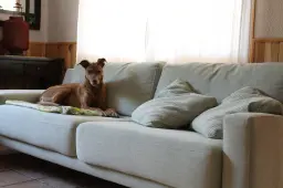 Saba estrenando sofá