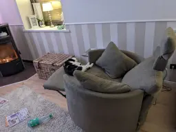 Entspannter Kater
