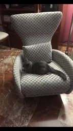 Se adueñó de mi sillón