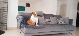 Attention chien flemmard