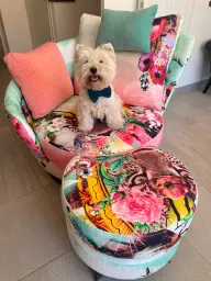 Loopie sur son fauteuil