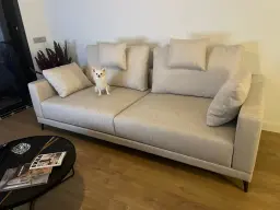 Chichino estrenando el sofá