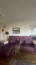 Mi precioso sofa fucsia y Lucas