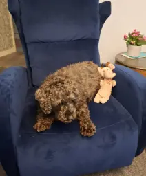 Charlie and Harry Belafonte the Elephantie