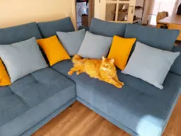 Cojines a juego con mascotas