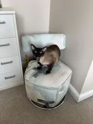 siamese cat enjoying his new chair!