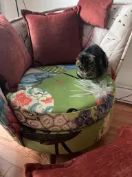 Rosie waits for me to sit with her