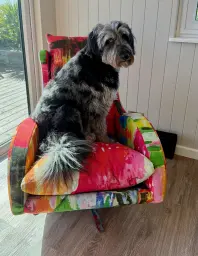 Bertie on chair