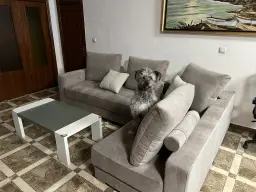 Mi perra Kenia y su nuevo sofá