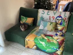 Avec le chat