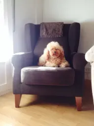 La reina de la casa en su trono