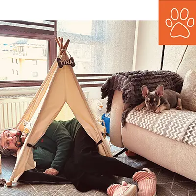 Wie man ein Sofa auswählt, wenn man Haustiere hat